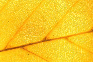Macro photo of microscopic organic autumn foliage. yellow leaf texture background.