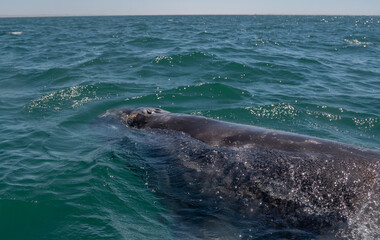Gray Whale (Eschrichtius robustus) surfaces off the coast of Baja California, Mexico.