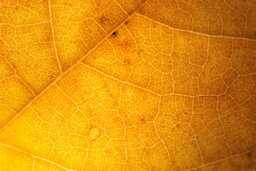 Naklejka na ściany i meble Macro photo of microscopic organic autumn foliage. yellow leaf texture background.