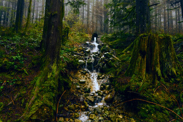 lichen-covered old-growth tree stump by mini waterfall in forest just off Mount Fromme, BC,  hiking...