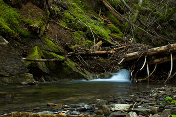 stream in the forest