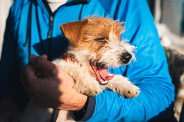 Cute Jack Russell Terrier puppy in its owner's hands. Unrecognizable person in blue holding a beautiful yawning dog.