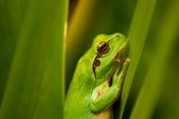 frog on a leaf