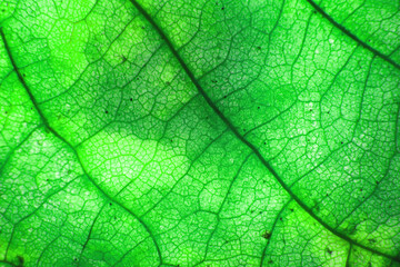 Naklejka na ściany i meble Macro photo of microscopic organic foliage. green leaf texture background.