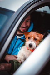 Cute Jack Russell Terrier puppy sitting in driver's lap and looking at camera. Dog in a car.