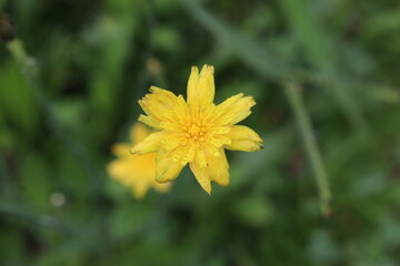Obraz premium yellow flower in the garden