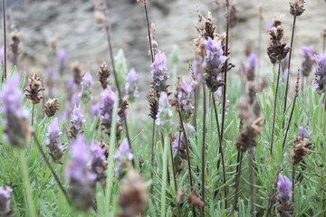 lavender flowers in the garden