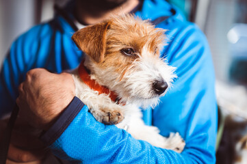 Cute Jack Russell Terrier puppy in its owner's hands, curiously looking at something. Unrecognizable person holding a beautiful young dog.