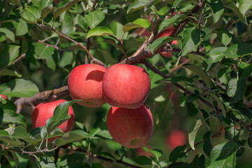 Tsugaru apples colored in bright red
