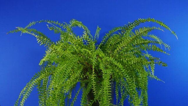 Fern In Breeze On Blue Screen For Compositing
