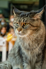 Paris, France - 02 26 2022: Portrait of a purebred cat sitting on a table