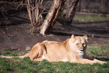 Fototapeta na wymiar A female lion is resting in the grass on a sunny day