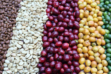 background coffee beans raw dry cherry for background. Robusta and arabica  coffee berries by agriculturist hands, Worker Harvest arabica coffee berries on its branch, harvest concept.