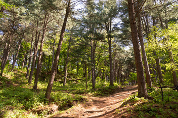 Fototapeta na wymiar Fir forest in the early summer sunlight