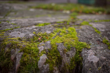 Moss on a stone in the forest. Iceland moss.