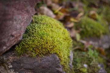 Moss on a stone in the forest. Iceland moss.