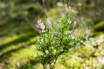 Blooming heather in summer in the forest.