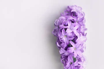 close up purple Hyacinth flover on white background. Spring symbol. Greeting card concept. Minimal concept and hello spring. Copy space.