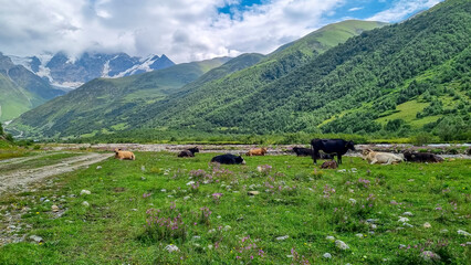 Fototapeta na wymiar Grazing cows with an amazing view on the Shkhara Glacier in the Greater Caucasus Mountain Range in Georgia, Svaneti Region, Ushguli. Hiking trail to the Shkhara Mountain. Wanderlust. Cattle farm
