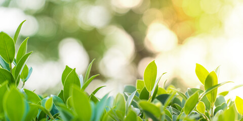 Closeup fresh green leaf in garden under sunlight with bokeh backgrounds, Natural green leaves plants, Concept for backgrounds and ecology backdrop or greenery wallpaper, Copy space for your text.