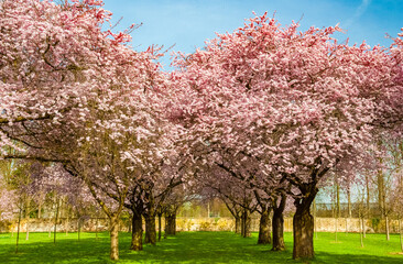Beautiful view of an avenue of blooming Japanese ornamental cherry trees (Prunus serrulata) in the famous garden of the Schwetzingen Palace in Germany during spring on a sunny day with a blue sky. 