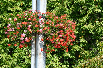 flowering geraniums 50