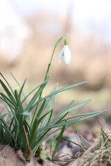 snowdrops detail in the spring