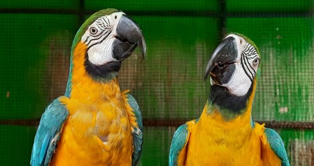 A beautiful couple of macaws looking together (selective focusing)