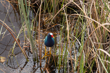 American purple gallinule bird in swamps of Everglades National Park Florida