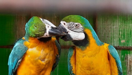 Selectively focused macaws kissing together. 