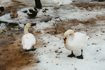 Fototapeta premium flock of seagulls