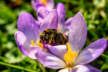 Stoff pro Meter Biene im Krokus © Andrea Schwingel