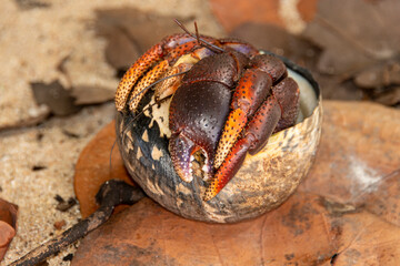 Bernard l'hermite terrestre, Pagure, Coenobita clypeatus, Ile de Saint Martin, Petites Antilles