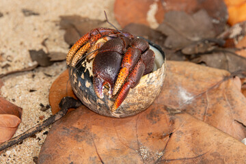 Bernard l'hermite terrestre, Pagure, Coenobita clypeatus, Ile de Saint Martin, Petites Antilles