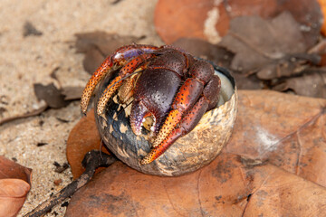 Bernard l'hermite terrestre, Pagure, Coenobita clypeatus, Ile de Saint Martin, Petites Antilles