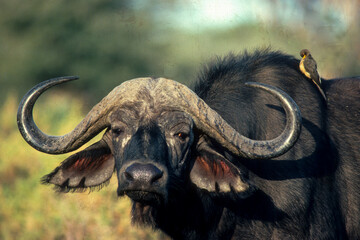 Fototapeta premium Buffle d'Afrique, Syncerus caffer, Piqueboeuf à bec rouge, Buphagus erythrorhynchus, Afrique