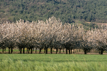 Cerisier, Prunus cerasus, fleurs, printemps, Verger, Luberon, Vaucluse, 84 - obrazy, fototapety, plakaty