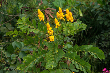 Dartrier, Senna alata, Cassia alata