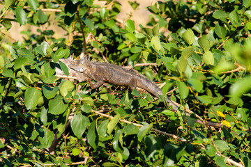 Iguane vert , Iguane commun, Iguana iguana, Ile de Saint Martin, Petites Antilles