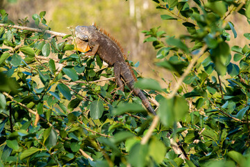 Iguane vert , Iguane commun, Iguana iguana, Ile de Saint Martin, Petites Antilles