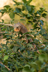 Iguane vert , Iguane commun, Iguana iguana, Ile de Saint Martin, Petites Antilles