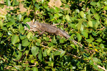 Iguane vert , Iguane commun, Iguana iguana, Ile de Saint Martin, Petites Antilles