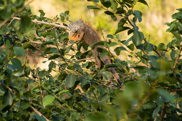 Iguane vert , Iguane commun, Iguana iguana, Ile de Saint Martin, Petites Antilles