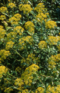 Bupl&egrave;vre ligneux, Bupl&egrave;vre en arbre, Bupl&egrave;vre en buisson, Bupleurum fruticosum