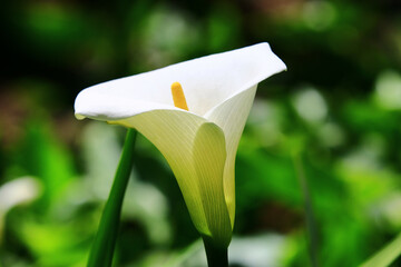 beautiful view of blooming Calla Lily(Arum Lily,Gold Calla) flower,close-up of white with yellow...