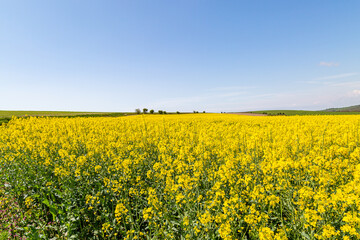 A field of rapeseed/canola crops growing in the spring sunshine