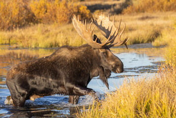 Bull Moose During the Rut in Wyoming in Autumn