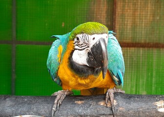 A beautiful blue and yellow macaw waiting for food.