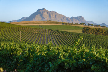 Vineyard landscape at sunset with mountains in Stellenbosch, near Cape Town, South Africa. wine...
