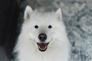 Fototapeta premium Samoyed dog happily smiling indoors